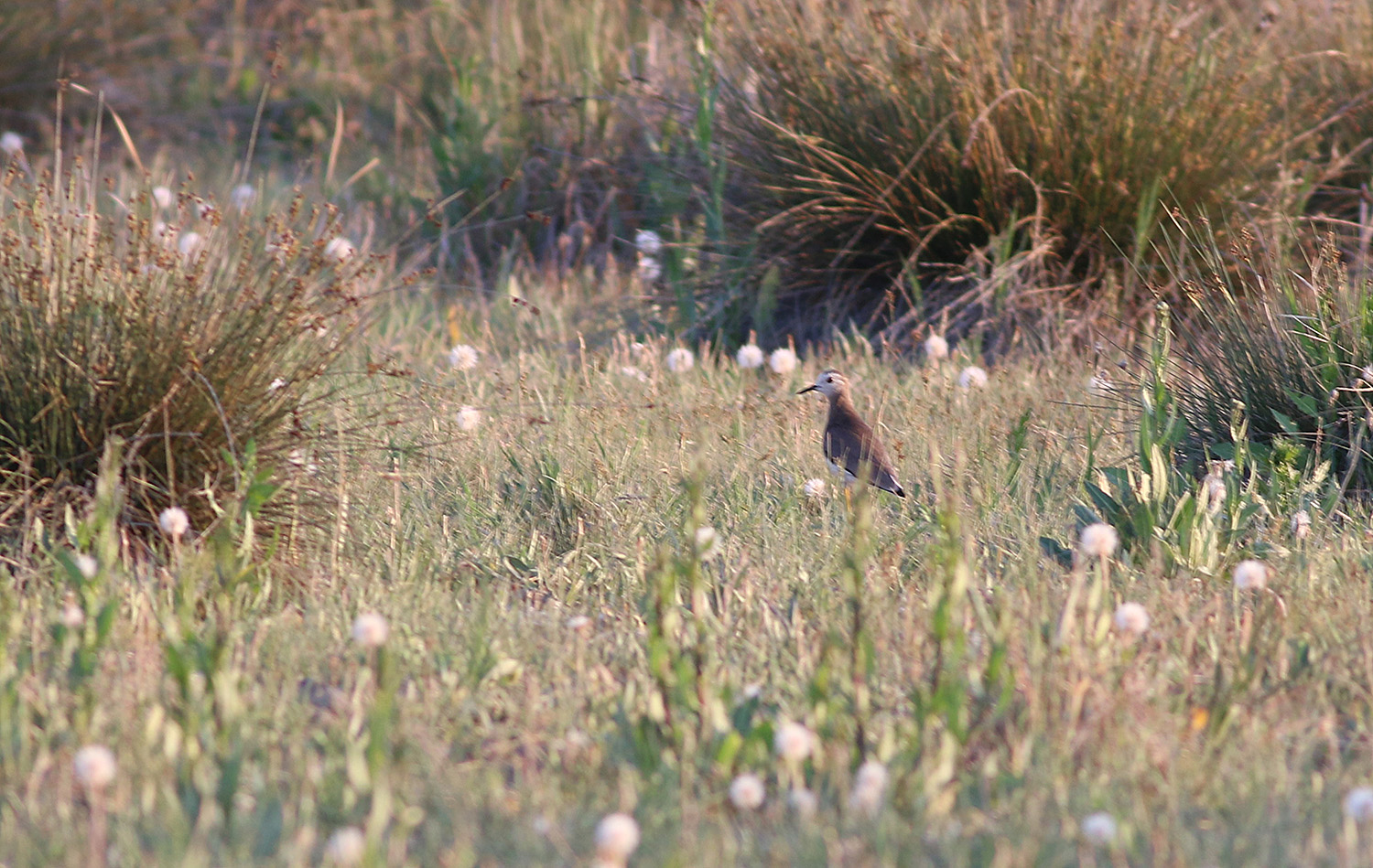 White-tailed Lapwing